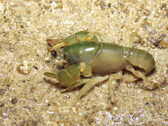 Parastacus pugnax