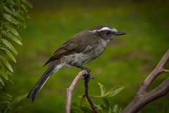 Ochthoeca leucophrys