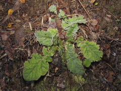 Francoa appendiculata