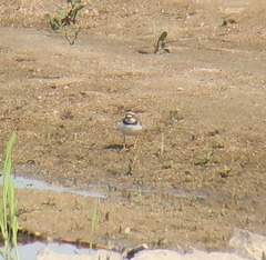 Charadrius placidus
