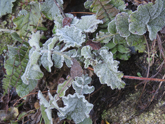 Francoa appendiculata