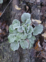 Francoa appendiculata