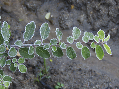 Azara serrata