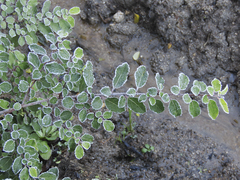 Azara serrata
