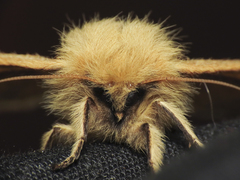 Cinommata bistrigata