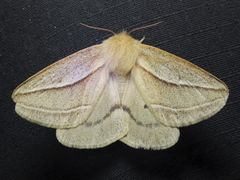 Cinommata bistrigata
