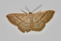 Scopula oppilata
