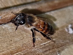 Apis mellifera