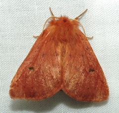 Anthela ferruginosa