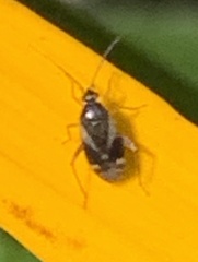 Plagiognathus obscurus