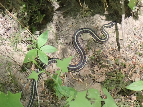 Garter Snake