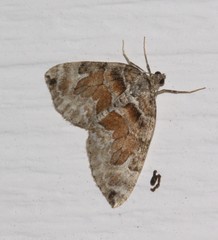 Dysstroma hersiliata