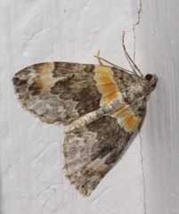 Dysstroma hersiliata