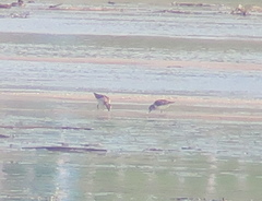 Calidris acuminata