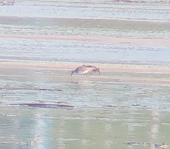 Calidris acuminata