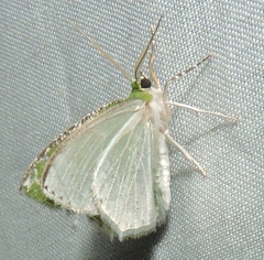 Eucyclodes insperata
