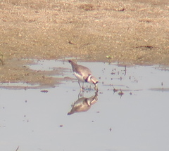 Charadrius placidus