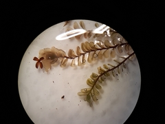 Plagiochila gregaria