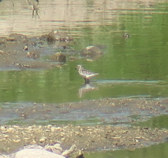 Calidris acuminata