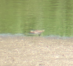 Calidris acuminata