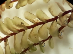 Plagiochila gregaria