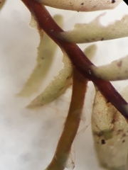 Plagiochila gregaria