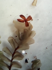 Plagiochila gregaria