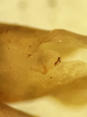 Plagiochila gregaria