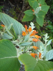 Colquhounia coccinea