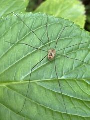 Leiobunum curvipalpe