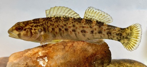 Greenfin Darter