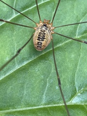 Leiobunum curvipalpe