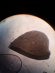 Plagiochila gregaria