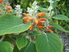 Colquhounia coccinea
