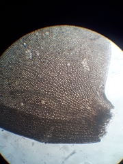 Plagiochila gregaria