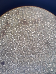 Plagiochila gregaria