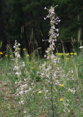 Ipomopsis aggregata candida