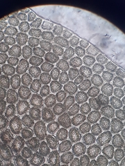 Plagiochila gregaria