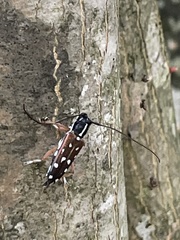 Glenea relicta