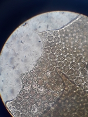 Plagiochila gregaria