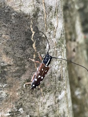 Glenea relicta