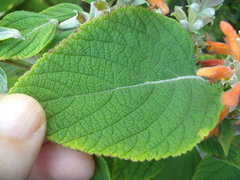 Colquhounia coccinea