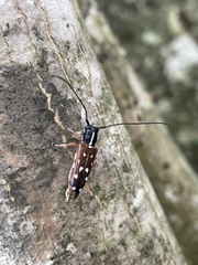 Glenea relicta