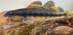 Percina aurantiaca