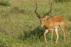 Aepyceros melampus