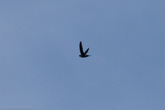 Panyptila cayennensis