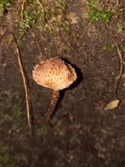 Cystoagaricus