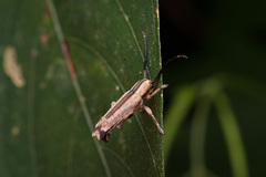 Ptericoptus