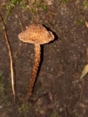 Cystoagaricus
