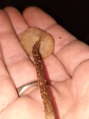 Cystoagaricus